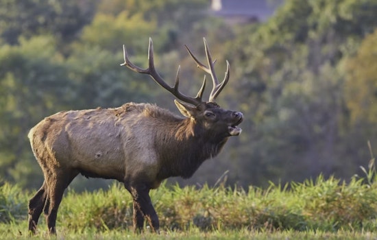 Evergreen Lake Shock As Elk Charge Woman Walking Her Dog