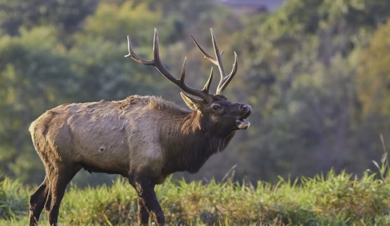Evergreen Lake Shock As Elk Charge Woman Walking Her Dog