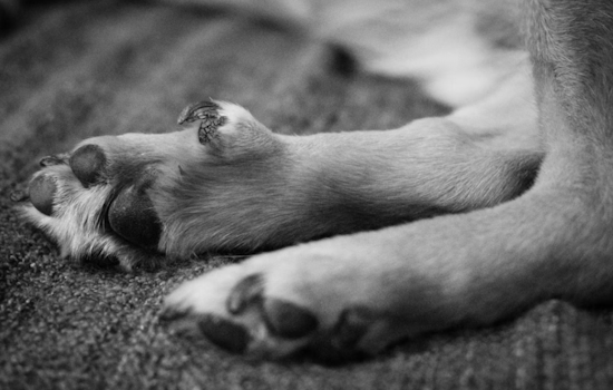 Family Says Golden Retriever Died After Central Florida Dog Attack