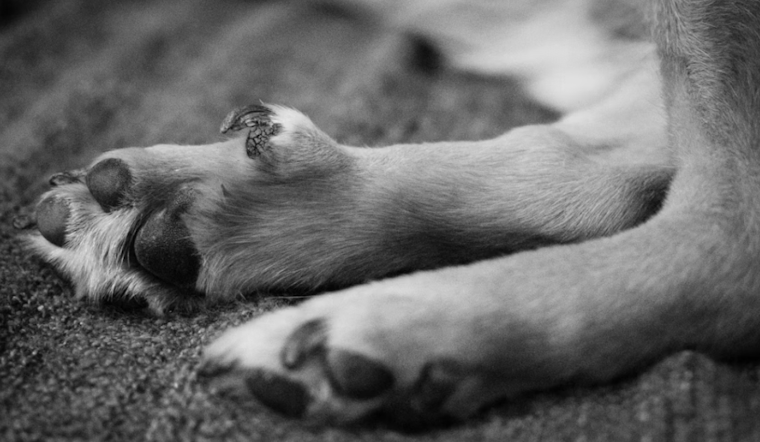 Family Says Golden Retriever Died After Central Florida Dog Attack