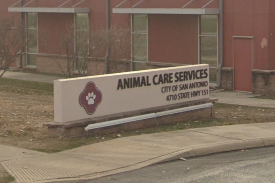 Far West Side Neighbors Fume As Dog Pack Mauls Pets On San Antonio Block