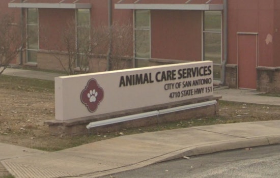 Far West Side Neighbors Fume As Dog Pack Mauls Pets On San Antonio Block