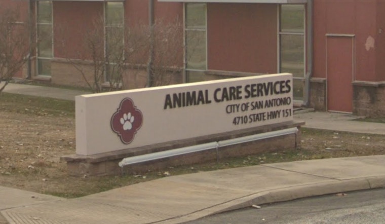 Far West Side Neighbors Fume As Dog Pack Mauls Pets On San Antonio Block