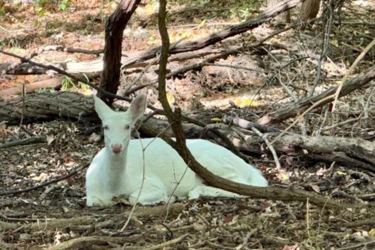 Farmington Hills Reels After Beloved Albino Doe Dies In Hit-And-Run