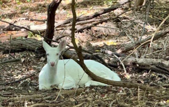 Farmington Hills Reels After Beloved Albino Doe Dies In Hit-And-Run