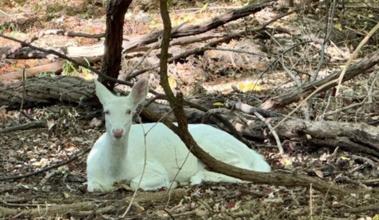 Farmington Hills Reels After Beloved Albino Doe Dies In Hit-And-Run