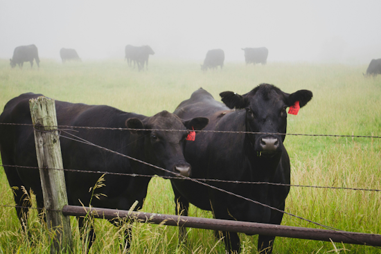 Fed-Up Colorado Ranchers Rope In New Law To Catch Cattle Thieves Fast