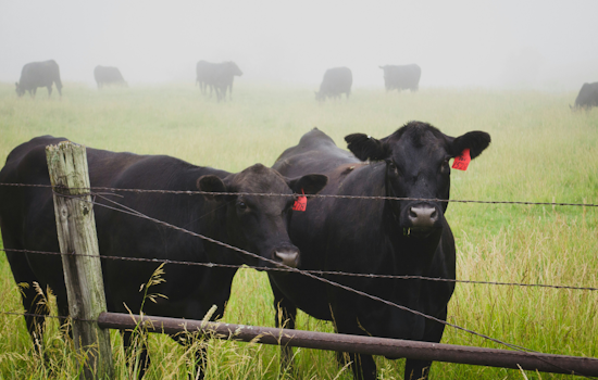Fed-Up Colorado Ranchers Rope In New Law To Catch Cattle Thieves Fast