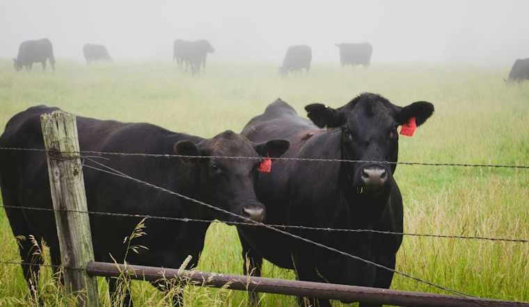 Fed-Up Colorado Ranchers Rope In New Law To Catch Cattle Thieves Fast