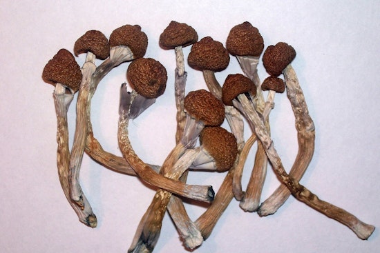 Feds Hand Madison Mushroom Lab a Golden Ticket in Depression Drug Race