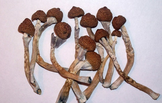 Feds Hand Madison Mushroom Lab a Golden Ticket in Depression Drug Race