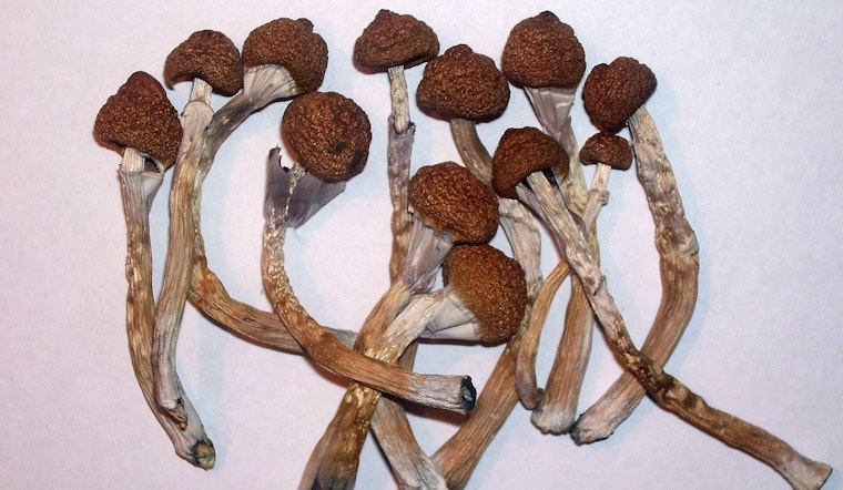 Feds Hand Madison Mushroom Lab a Golden Ticket in Depression Drug Race