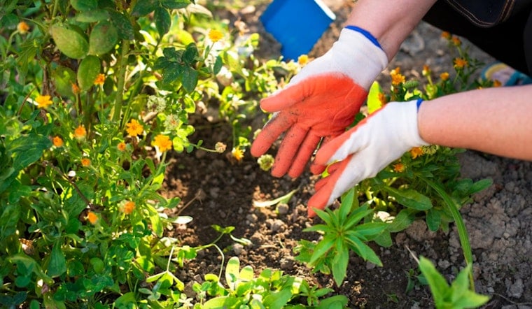 Fertilizer Freeze Hits Tampa Bay Lawns As Summer Rains Roll In