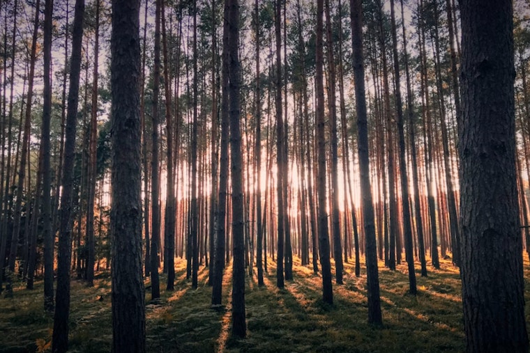 Florida’s Timber Country Is Quietly Running A $29 Billion Jobs Machine
