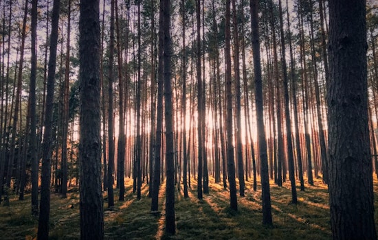Florida’s Timber Country Is Quietly Running A $29 Billion Jobs Machine