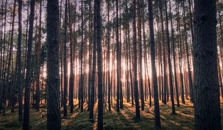 Florida’s Timber Country Is Quietly Running A $29 Billion Jobs Machine