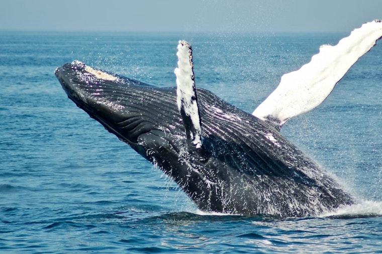 Fort Bragg’s Virgin Creek Rocked As Gray Whale Washes Ashore Amid Rising Deaths
