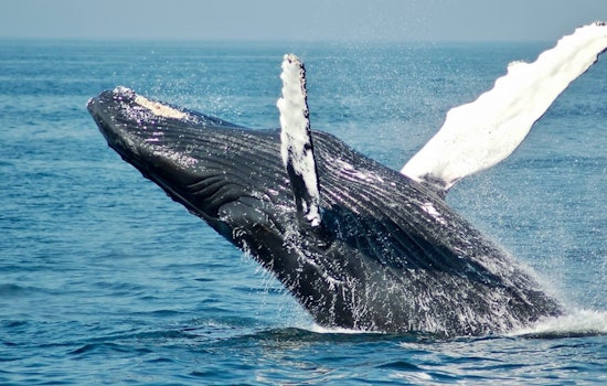 Fort Bragg’s Virgin Creek Rocked As Gray Whale Washes Ashore Amid Rising Deaths