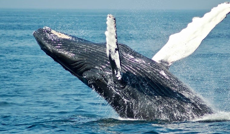 Fort Bragg’s Virgin Creek Rocked As Gray Whale Washes Ashore Amid Rising Deaths