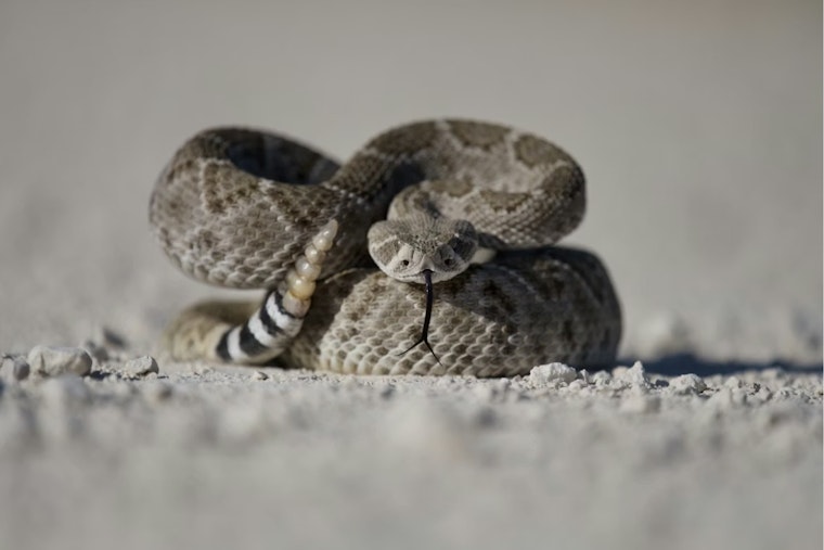 Fort Collins Mother’s Day Hike Turns Terrifying With Rattlesnake Strike
