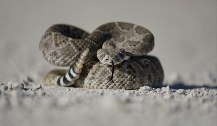 Fort Collins Mother’s Day Hike Turns Terrifying With Rattlesnake Strike