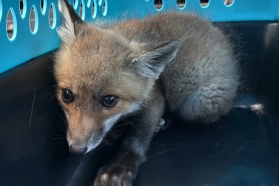 Fox Sale Bust Lands Sumerduck Man Behind Bars