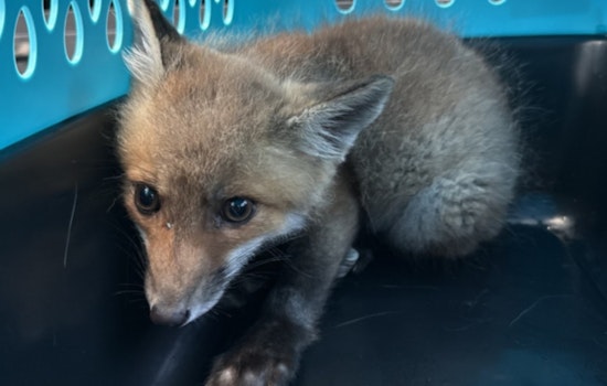 Fox Sale Bust Lands Sumerduck Man Behind Bars