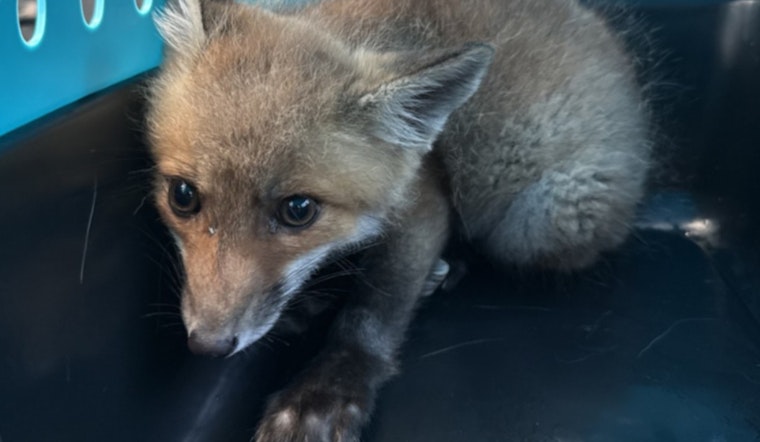 Fox Sale Bust Lands Sumerduck Man Behind Bars