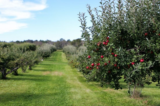 Freak Freeze Wipes Out Utah County Orchard’s Entire Fruit Crop