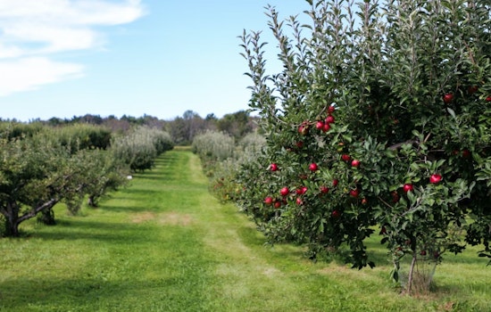 Freak Freeze Wipes Out Utah County Orchard’s Entire Fruit Crop