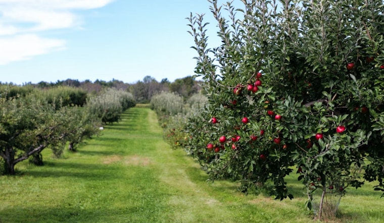 Freak Freeze Wipes Out Utah County Orchard’s Entire Fruit Crop
