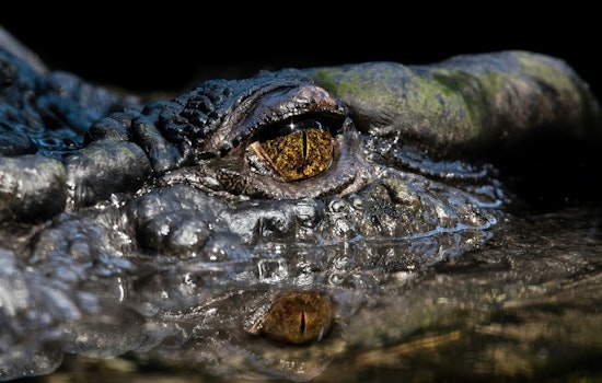Gators On The Prowl As DNR Tells Central Georgia To Get GatorWise