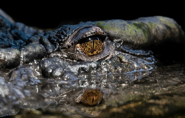 Gators On The Prowl As DNR Tells Central Georgia To Get GatorWise