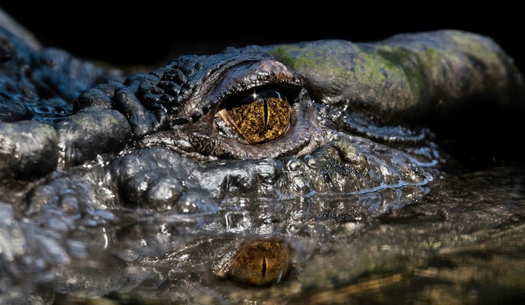 Gators On The Prowl As DNR Tells Central Georgia To Get GatorWise
