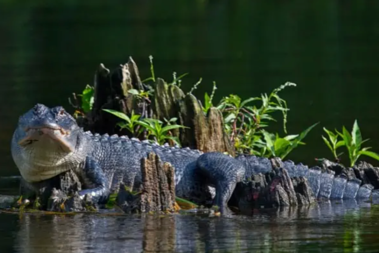 Gators Slaughtered On St. Johns As Titusville Poacher Walks With Probation
