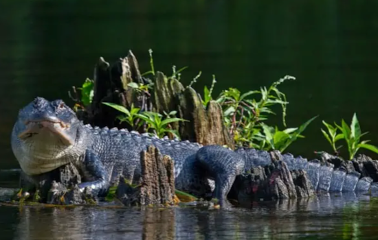 Gators Slaughtered On St. Johns As Titusville Poacher Walks With Probation