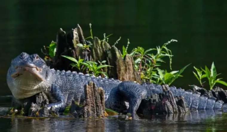 Gators Slaughtered On St. Johns As Titusville Poacher Walks With Probation