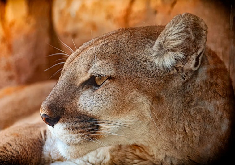 Glendora Dog Survives Mountain Lion Attack in Backyard