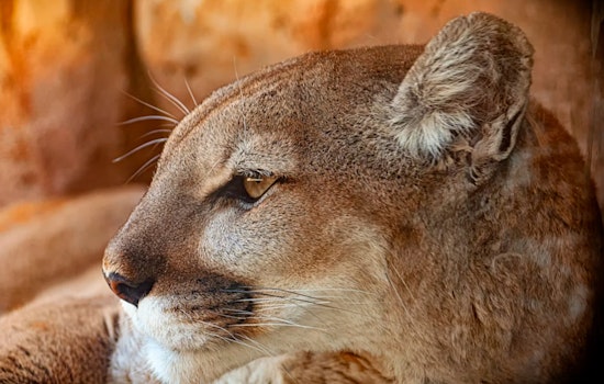Glendora Dog Survives Mountain Lion Attack in Backyard