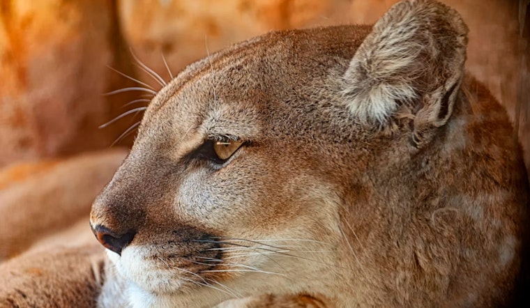 Glendora Dog Survives Mountain Lion Attack in Backyard