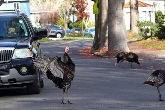 Gobble Trouble: Aggressive Turkeys Rattle Alameda Neighborhoods