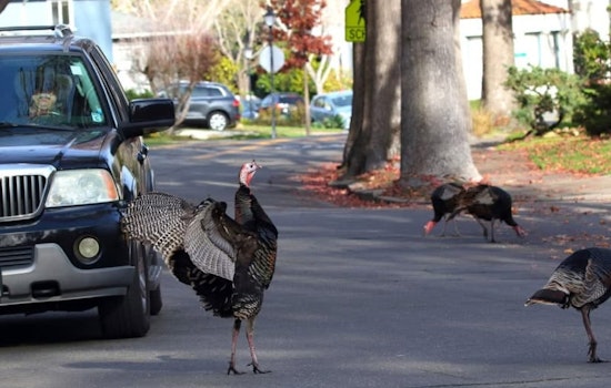 Gobble Trouble: Aggressive Turkeys Rattle Alameda Neighborhoods