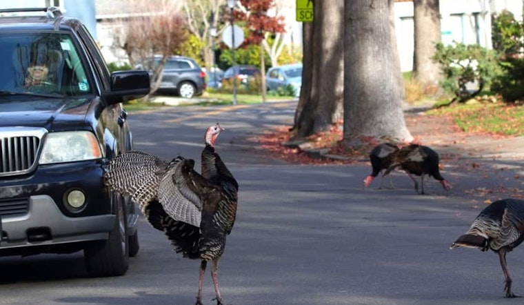 Gobble Trouble: Aggressive Turkeys Rattle Alameda Neighborhoods