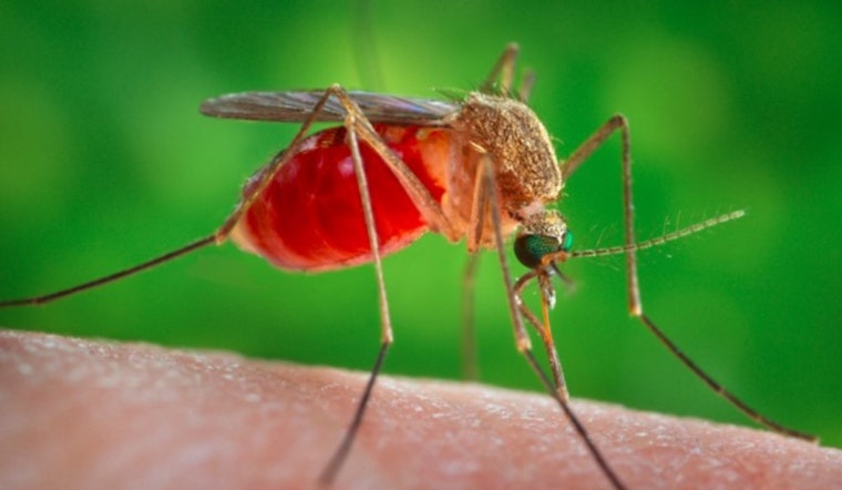 Google Wants to Swamp Florida With 32 Million Lab-Treated Mosquitoes
