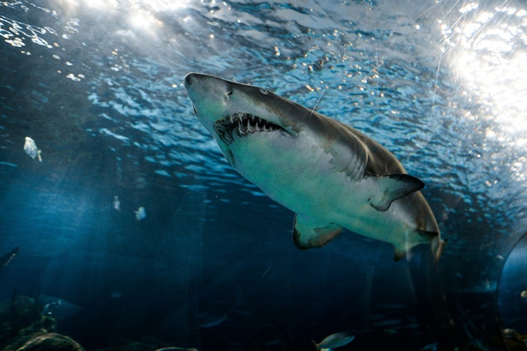 Great Whites Crash North Carolina Coast As Memorial Day Crowds Roll In