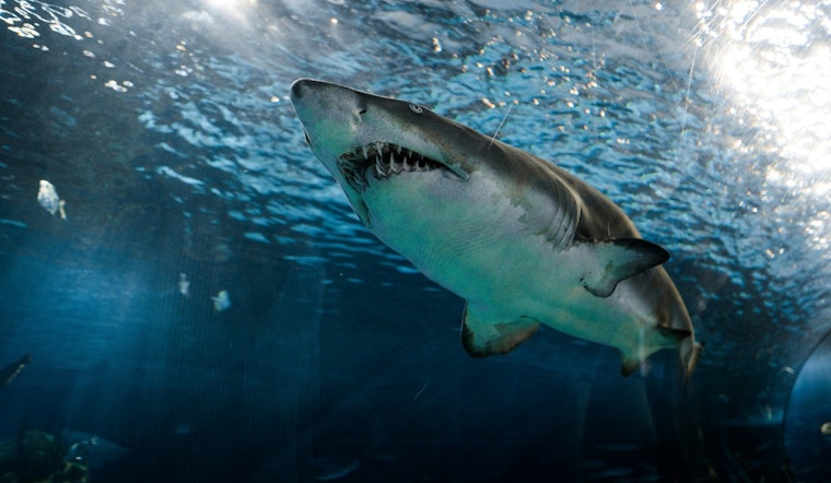 Great Whites Crash North Carolina Coast As Memorial Day Crowds Roll In