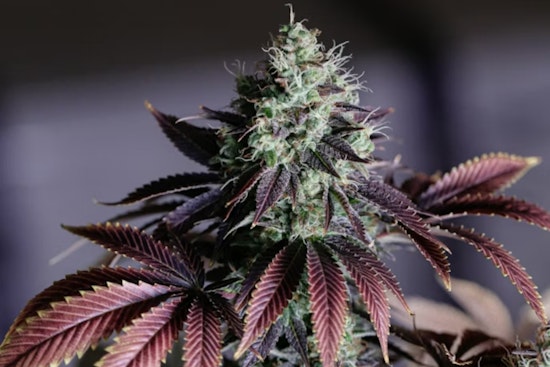Hamilton Flirts With Legal Weed Shops Under Strict New Zoning Rules