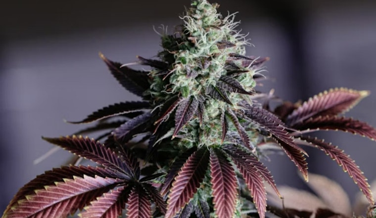 Hamilton Flirts With Legal Weed Shops Under Strict New Zoning Rules