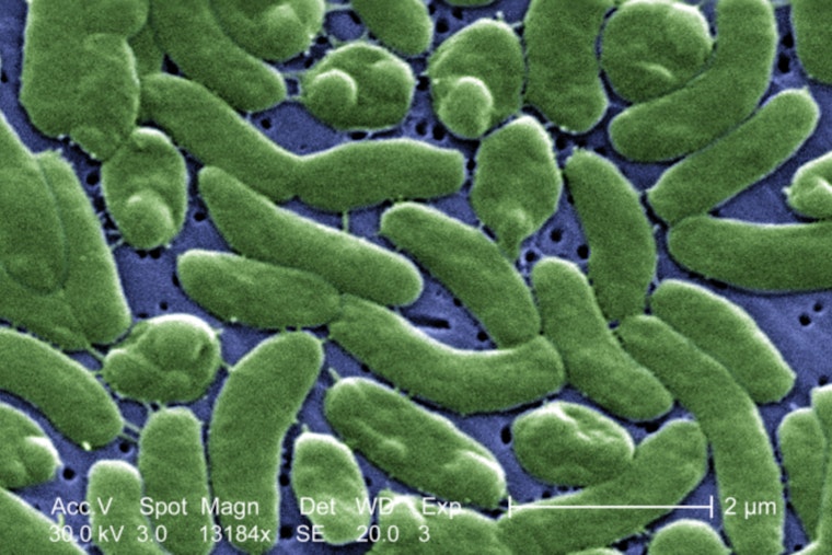 Hamptons Shellfish Scare: 'Flesh-Eating' Bacteria Spooks Buyers, Shuts Local Waters