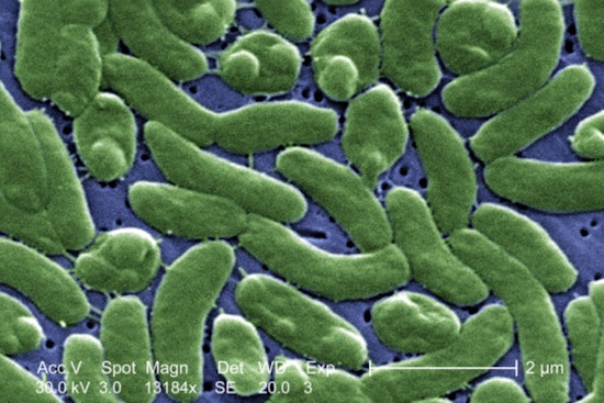 Hamptons Shellfish Scare: 'Flesh-Eating' Bacteria Spooks Buyers, Shuts Local Waters